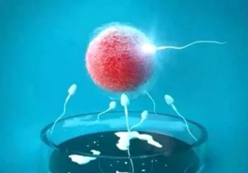 卵子质量越高、备孕效率越高，备孕前很有必要改善卵子质量
